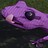 Gecko